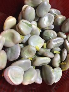 broad-bean-1539218_1920
