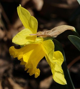 Daffodil for St. David's Day