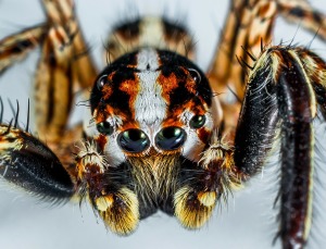 spider