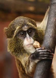 monkey