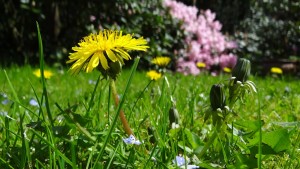 garden weeds