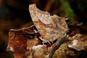 butterfly camouflaged