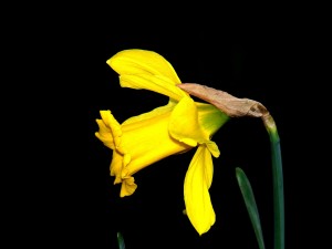 daffodil