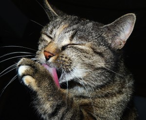 cat licking its paws