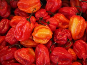 Chilli pepper Scotch Bonnet
