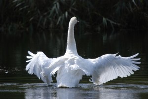 wite swan