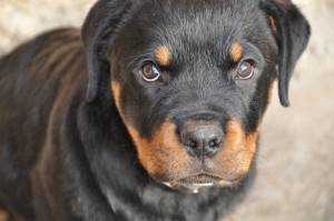 rottweiler dog