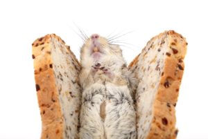 rat sandwich