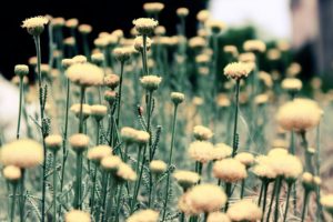 Wild Life Friendly Garden